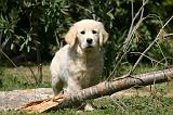 GOLDEN RETRIEVER 1086